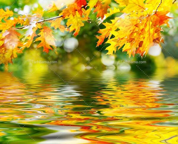 عکس برگ های پاییزی برای پروفایل