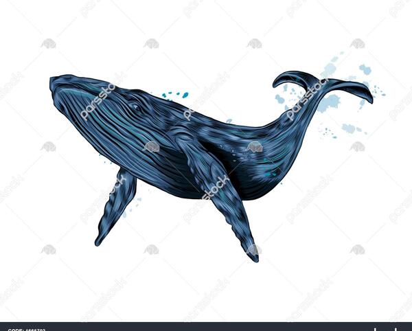 عکس نقاشی نهنگ زیبا