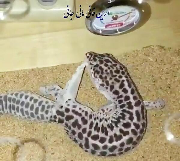عکس پوست مارمولک