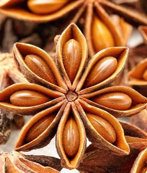 عکس شیرین بادیان