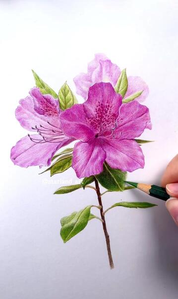عکس نقاشی گل حرفه ای با مداد