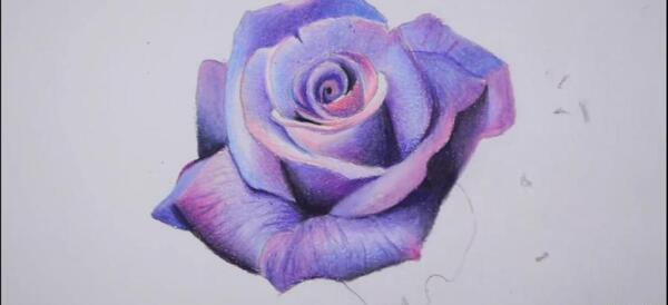 عکس نقاشی گل حرفه ای با مداد
