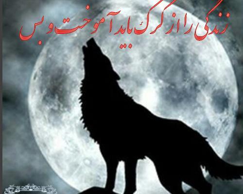 عکس گرگ چشم