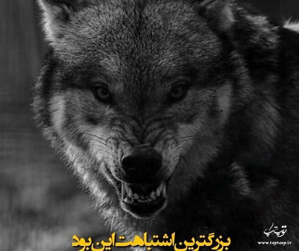 عکس گرگ چشم