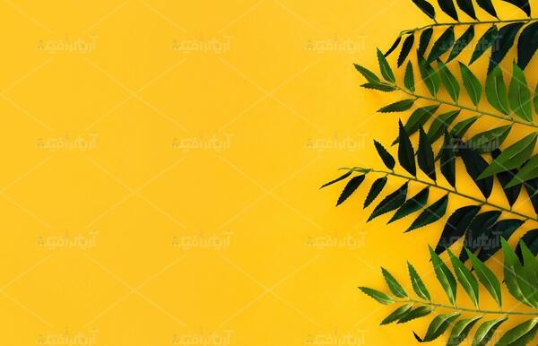 عکس پس زمینه زرد