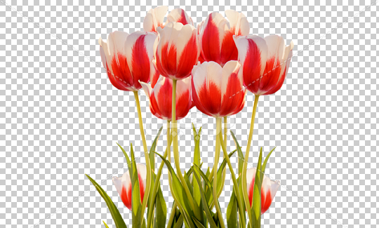 دانلود عکس نوشته لاله