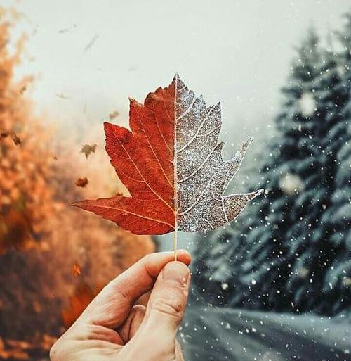 عکس یلدا در پاییز