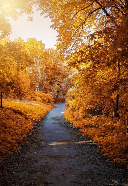 عکس پاییز برای صفحه گوشی