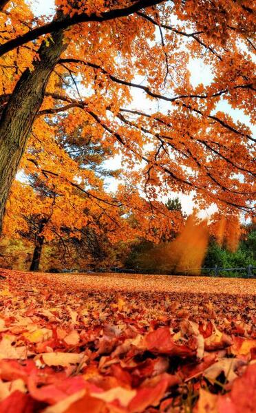 عکس پاییز برای صفحه گوشی