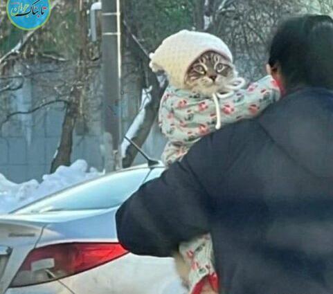 عکس یک گربه بامزه