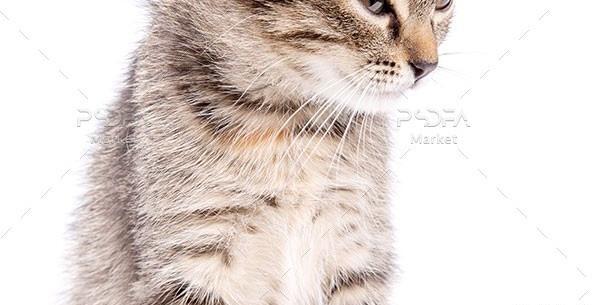 عکس یک گربه بامزه