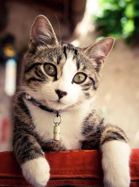 عکس یک گربه بامزه