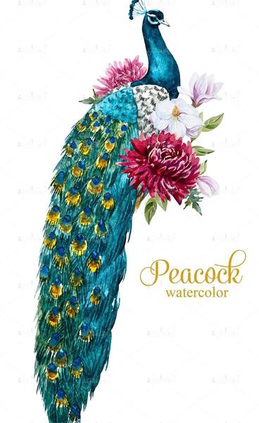 عکس طاووس طراحی شده
