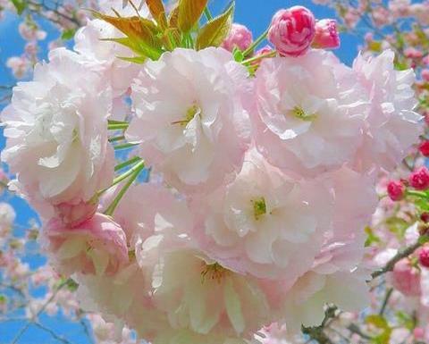 عکس بهاری خیلی زیبا
