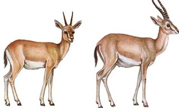 عکس آهو جبیر