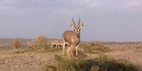 عکس آهو جبیر