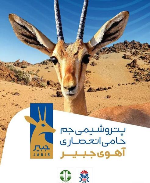 عکس آهو جبیر