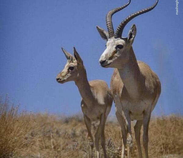 عکس آهو جبیر