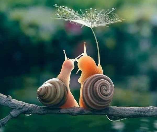 عکس تصویر پس زمینه زیبا برای گوشی