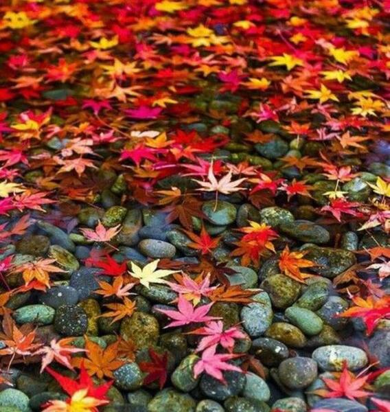 شاد پرانرژی عکس طبیعت برای پروفایل