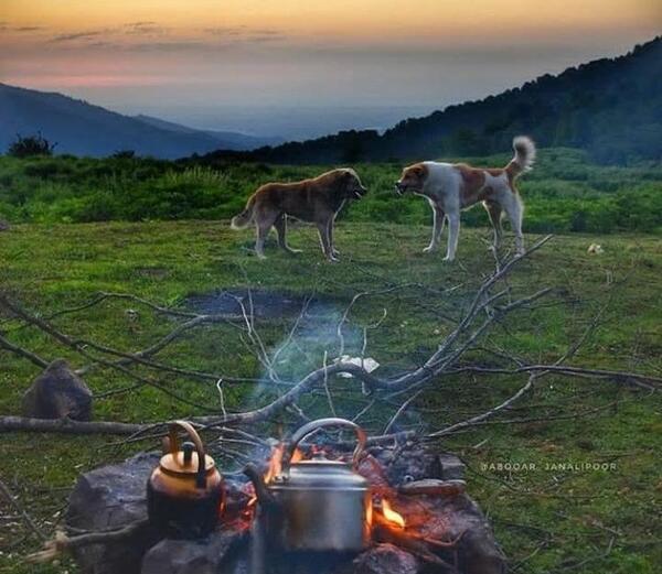 عکس چای خوردن در طبیعت