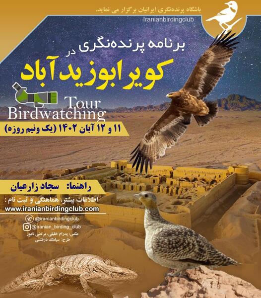 عکس پرنده کویر