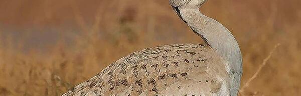 عکس پرنده کویر