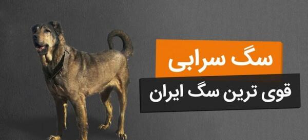 عکس سگ سرابی ایرانی