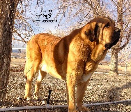عکس سگ نگهبان باغ