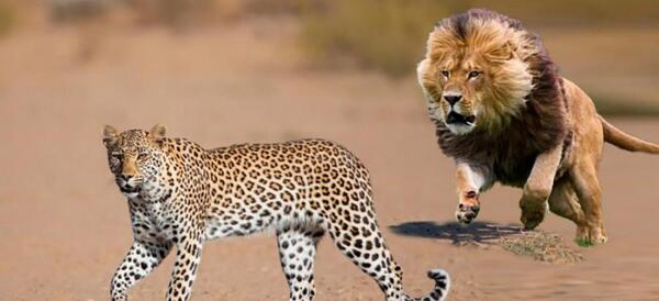 عکس پلنگ جنگ