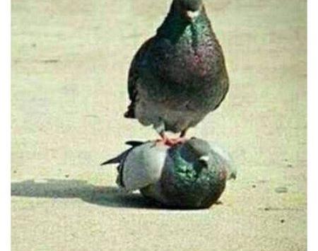 عکس خنده دار دونفره