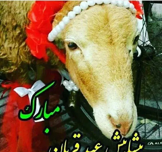 عکس نوشته دار عید قربان