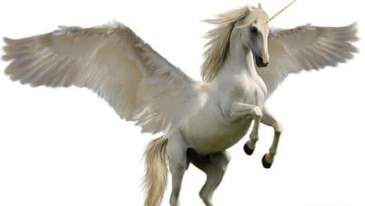 عکس اسب تک شاخ واقعی صورتی