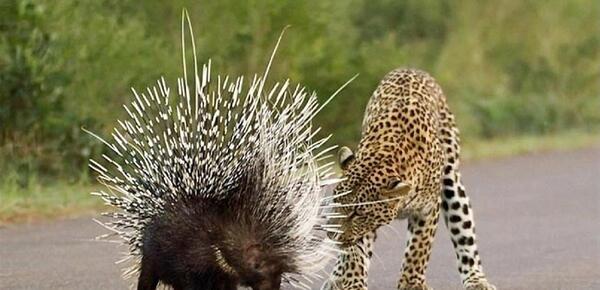عکس غذای جوجه تیغی