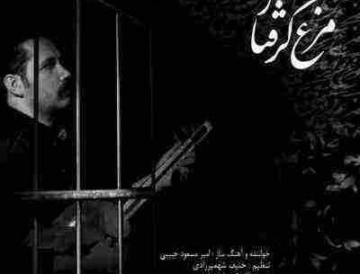 عکس امیر محمد حبیبی