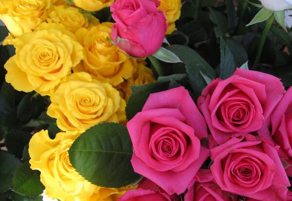 عکس دسته گل رنگارنگ