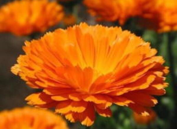 عکس گل های بهار نارنج