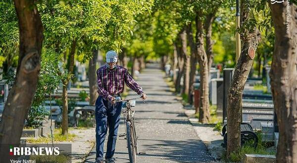عکس گل های بهار نارنج