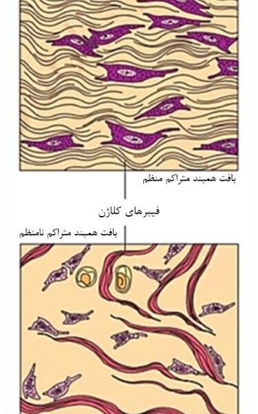 عکس بافت پوششی