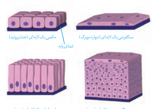 عکس بافت پوششی