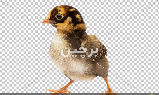 عکس عكس جوجه مرغ