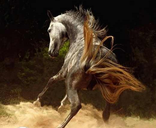 عکس اسب وحشی