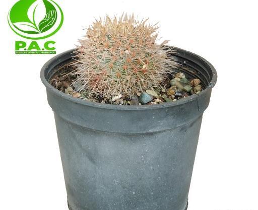 عکس گل شیطان خزنده