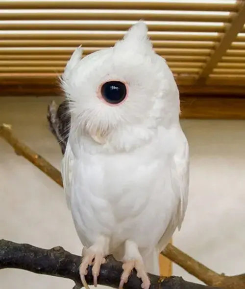 عکس جغد سفید زیبا