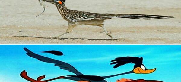 عکس پرنده میگ میگ واقعی