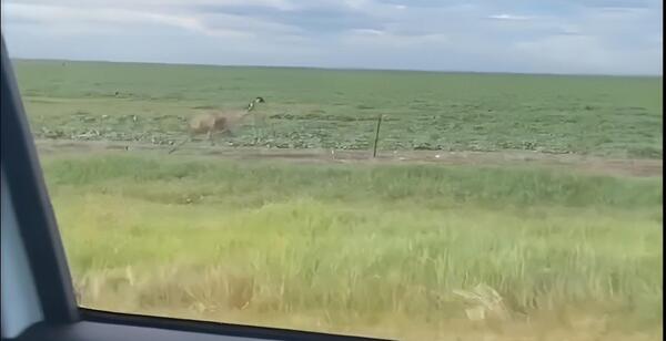 عکس پرنده میگ میگ واقعی