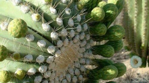 عکس کاکتوس آریزونا