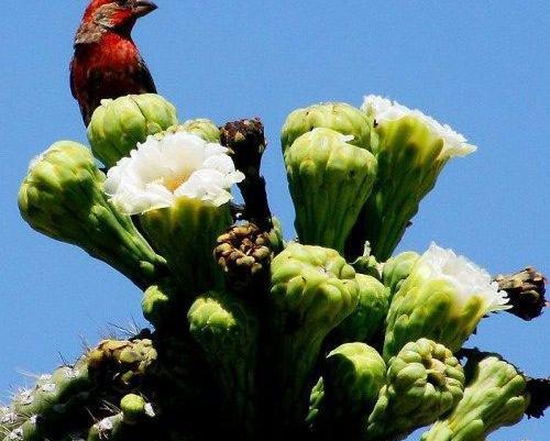 عکس کاکتوس آریزونا