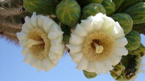عکس کاکتوس آریزونا