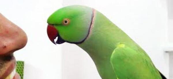 عکس طوطی حرف زدن